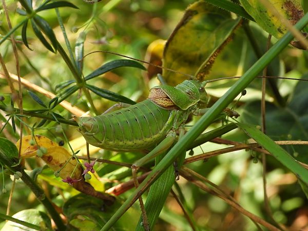 Ephippiger terrestris bormansi  - Mirko Tomasi