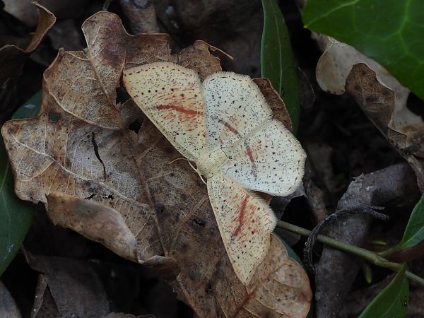 Cyclophora punctaria  - Mirko Tomasi