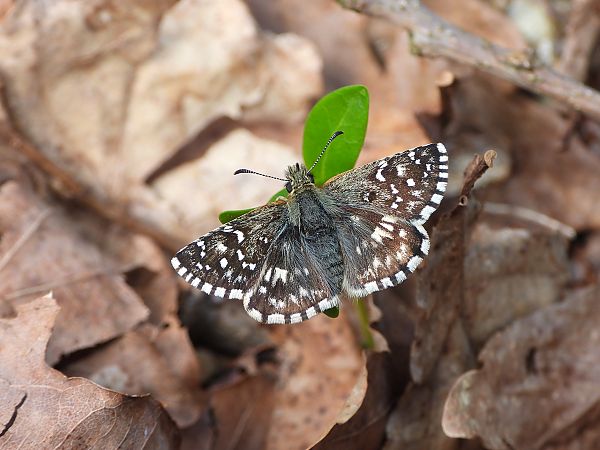 Pyrgus malvoides  - Mirko Tomasi