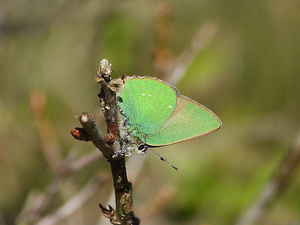 Callophrys rubi  - Mirko Tomasi