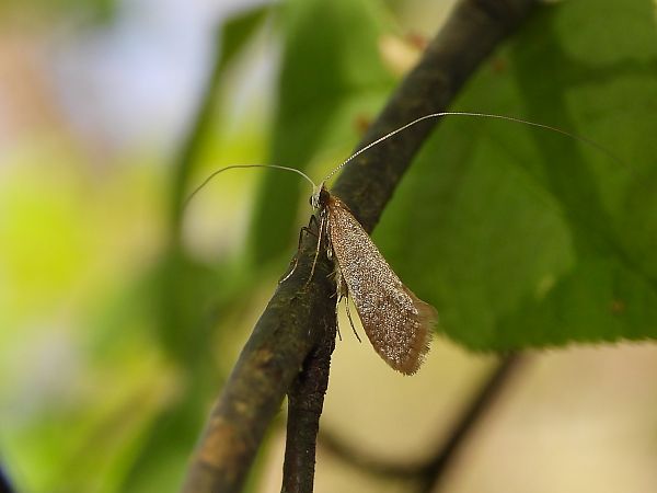 Nematopogon swammerdamella  - Mirko Tomasi