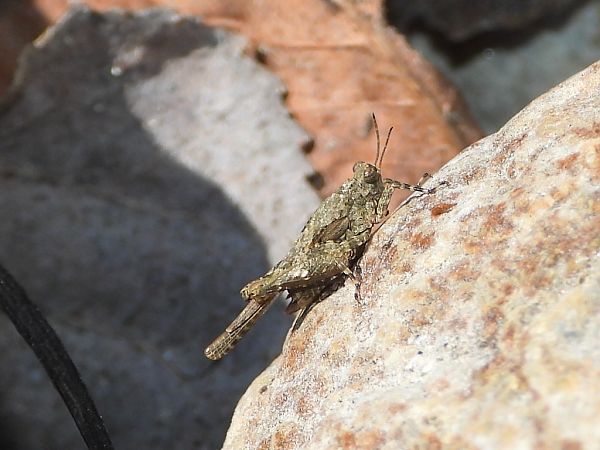 Paratettix meridionalis  - Mirko Tomasi