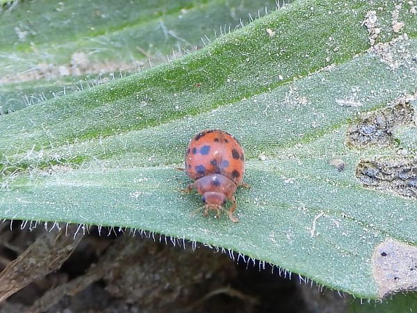 Subcoccinella vigintiquatuorpunctata  - Mirko Tomasi