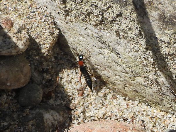 Paederidus ruficollis  - Mirko Tomasi