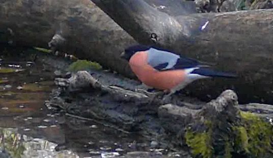 Ciuffolotto  - Giuseppe Recchia