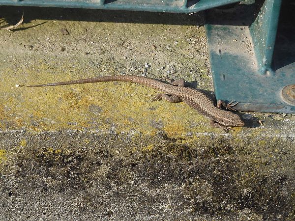 Lucertola muraiola  - Maria Rita Gelso