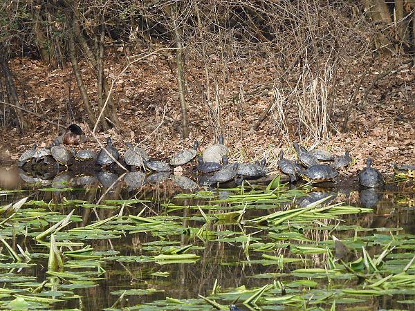 Testuggine palustre americana  - Maria Rita Gelso