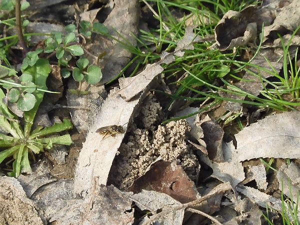 Lasioglossum marginatum  - Maria Rita Gelso