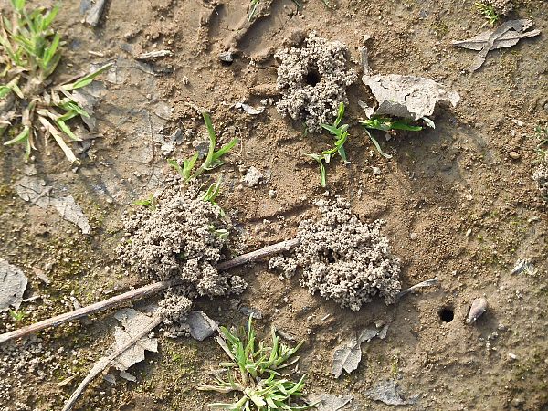 Lasioglossum marginatum  - Maria Rita Gelso