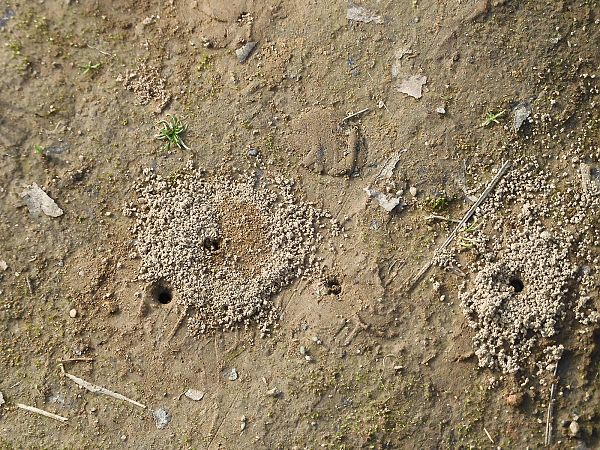 Lasioglossum marginatum  - Maria Rita Gelso