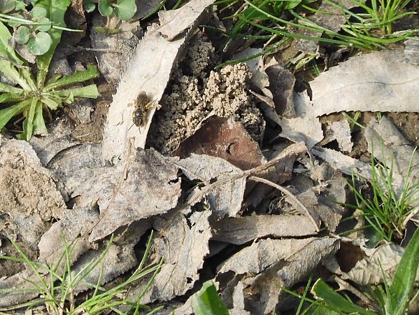 Lasioglossum marginatum  - Maria Rita Gelso