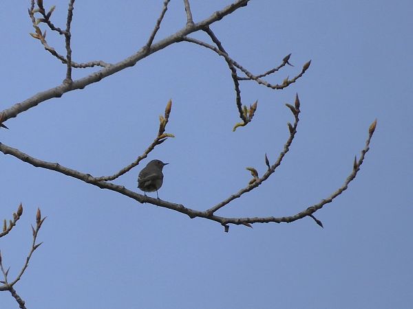 Codirosso spazzacamino  - Maria Rita Gelso
