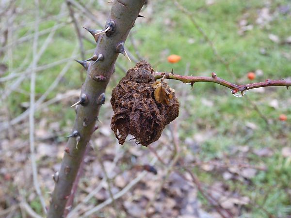 Hymenoptera sp.  - Maria Rita Gelso