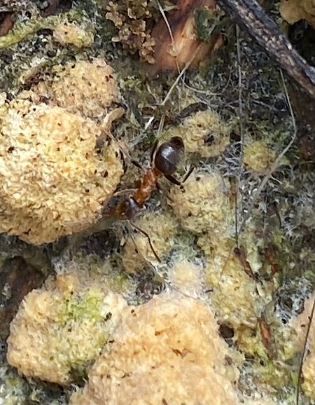 Hymenoptera sp.  - Maria Rita Gelso