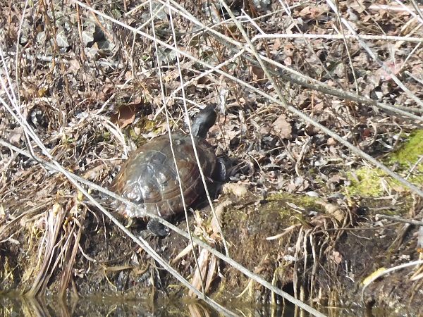 Testuggine palustre dalle orecchie gialle  - Maria Rita Gelso