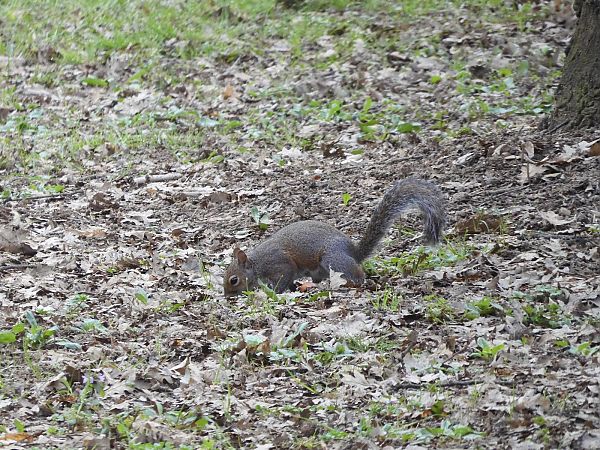 Scoiattolo grigio  - Maria Rita Gelso