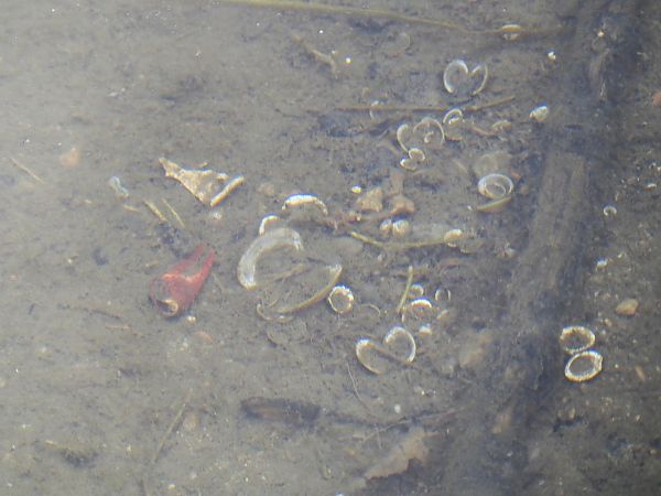 Gambero rosso della Louisiana  - Maria Rita Gelso