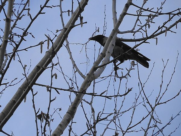 Cornacchia grigia  - Maria Rita Gelso