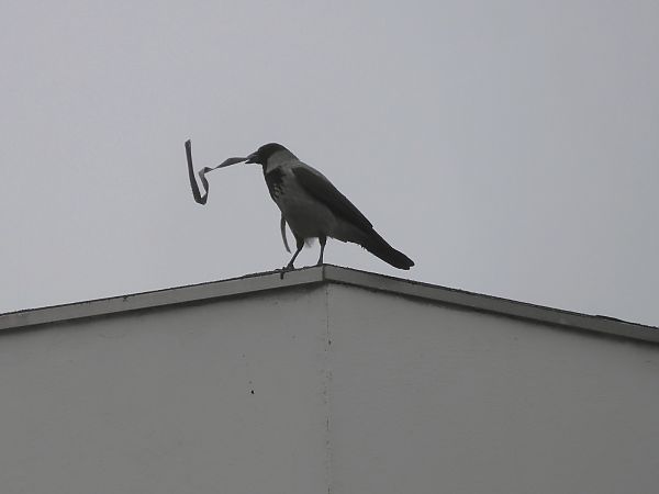 Cornacchia grigia  - Maria Rita Gelso