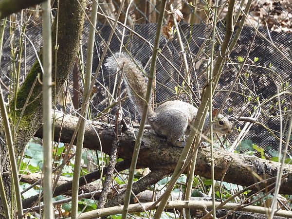 Scoiattolo grigio  - Maria Rita Gelso