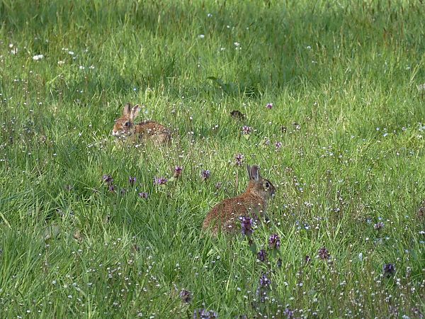 Silvilago  - Maria Rita Gelso