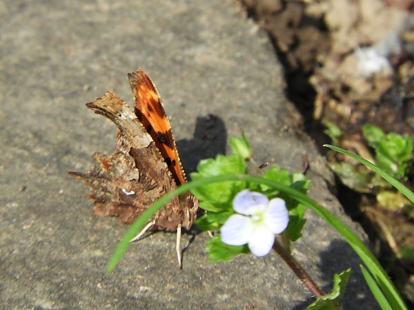 Polygonia c-album  - Maria Rita Gelso