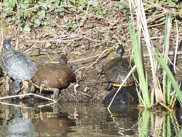 Testuggine palustre dalle orecchie rosse  - Maria Rita Gelso