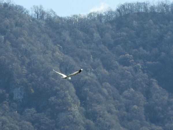 Gavina  - Maria Rita Gelso