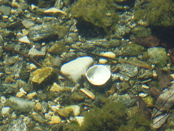 Corbicula fluminea  - Maria Rita Gelso