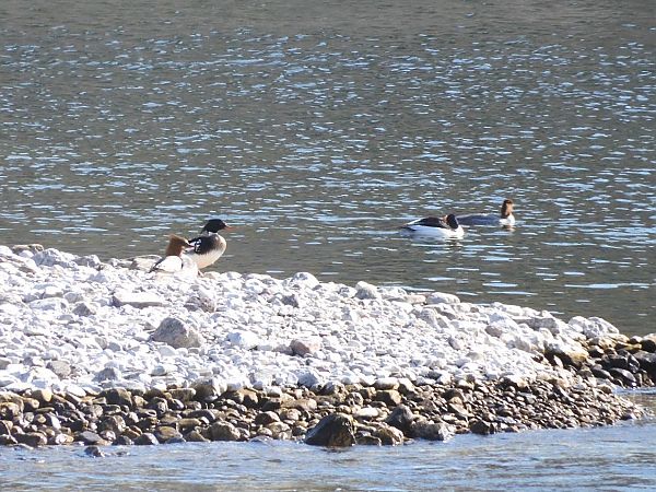 Smergo maggiore  - Maria Rita Gelso