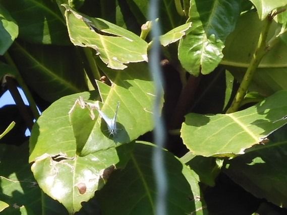 Celastrina argiolus  - Maria Rita Gelso