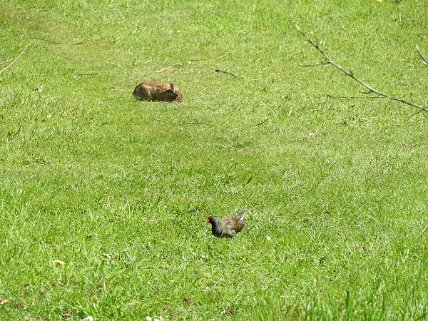 Silvilago  - Maria Rita Gelso