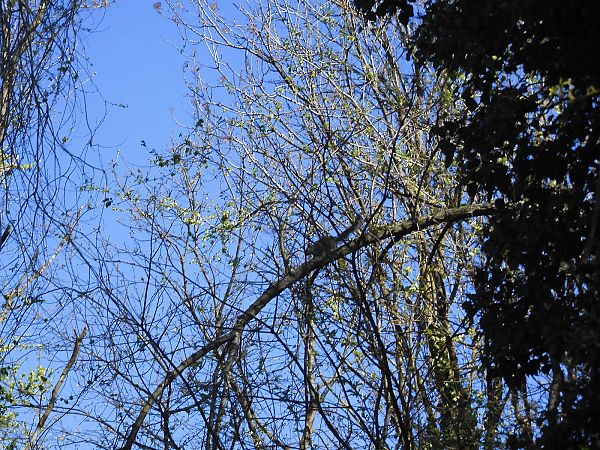 Grauhörnchen  - Maria Rita Gelso