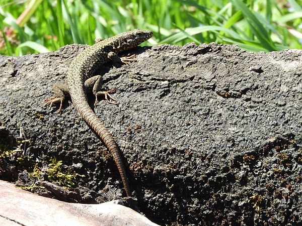 Lucertola muraiola  - Maria Rita Gelso
