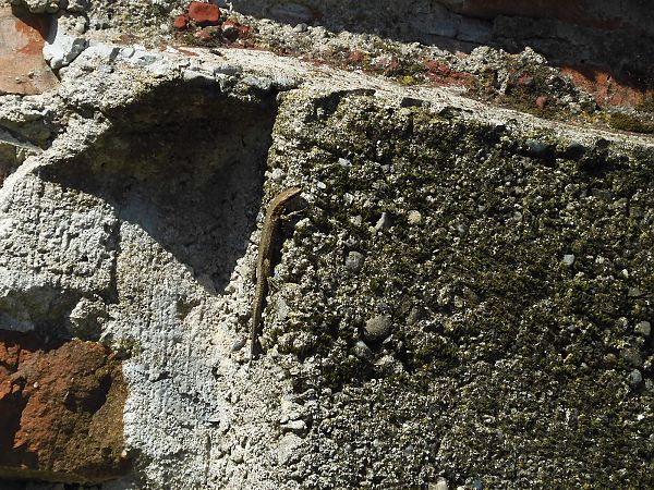 Lucertola muraiola  - Maria Rita Gelso