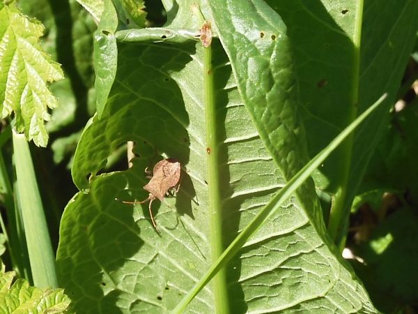 Heteroptera sp.  - Maria Rita Gelso