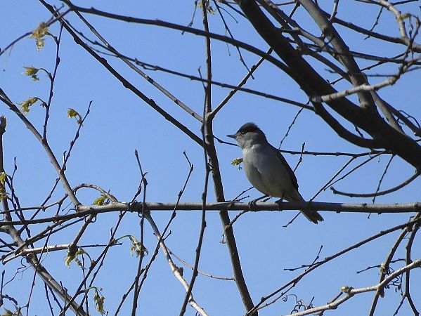 Capinera  - Maria Rita Gelso