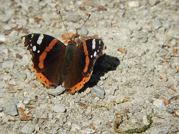 Vanessa atalanta  - Maria Rita Gelso