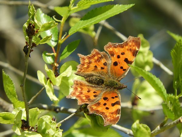 Polygonia c-album  - Maria Rita Gelso
