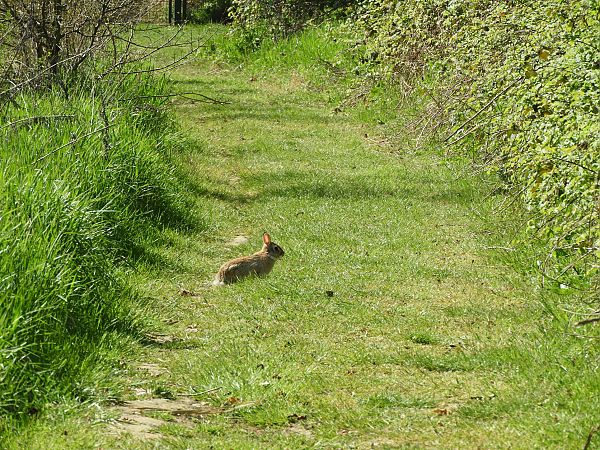 Silvilago  - Maria Rita Gelso