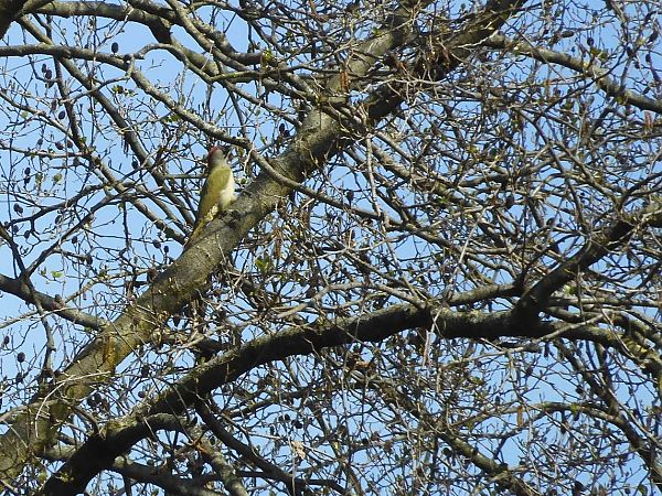 Picchio verde  - Maria Rita Gelso