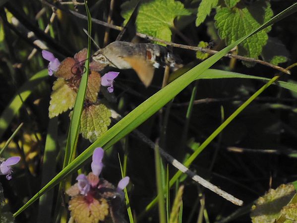 Macroglossum stellatarum  - Maria Rita Gelso