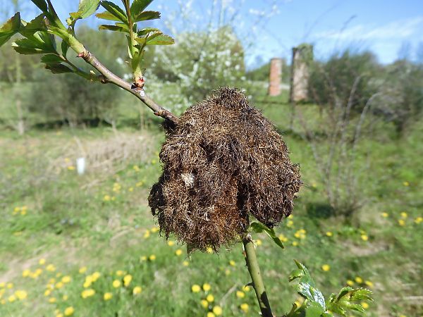 Hymenoptera sp.  - Maria Rita Gelso