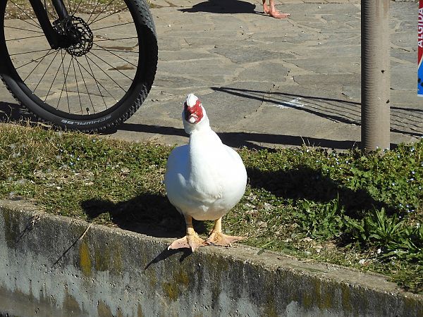 Anatra muta  - Maria Rita Gelso