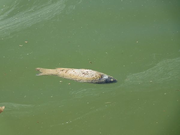 Carpa  - Maria Rita Gelso