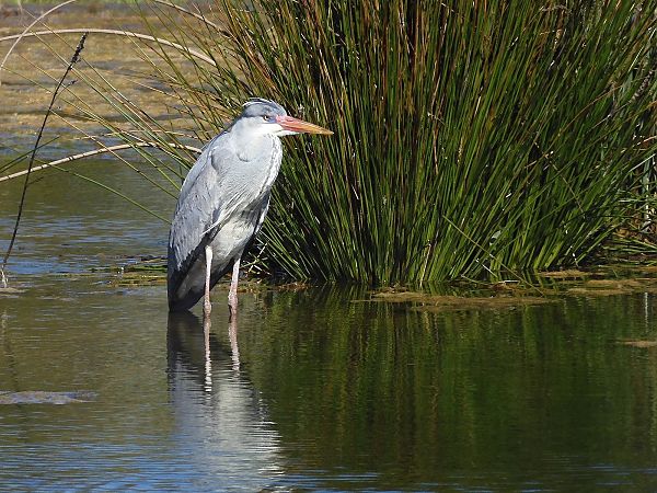 Airone cenerino  - Maria Rita Gelso