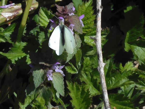 Pieris rapae  - Maria Rita Gelso