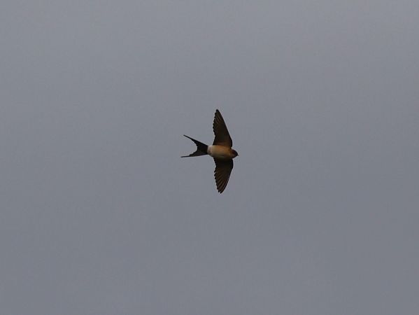 Rondine rossiccia  - Nicola Bonassin