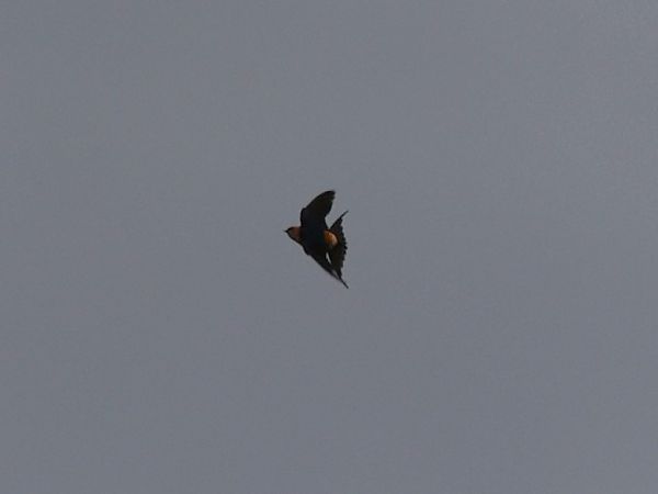 Rondine rossiccia  - Nicola Bonassin