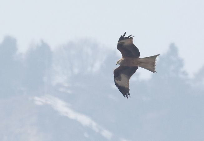 Nibbio reale  - Horand Maier